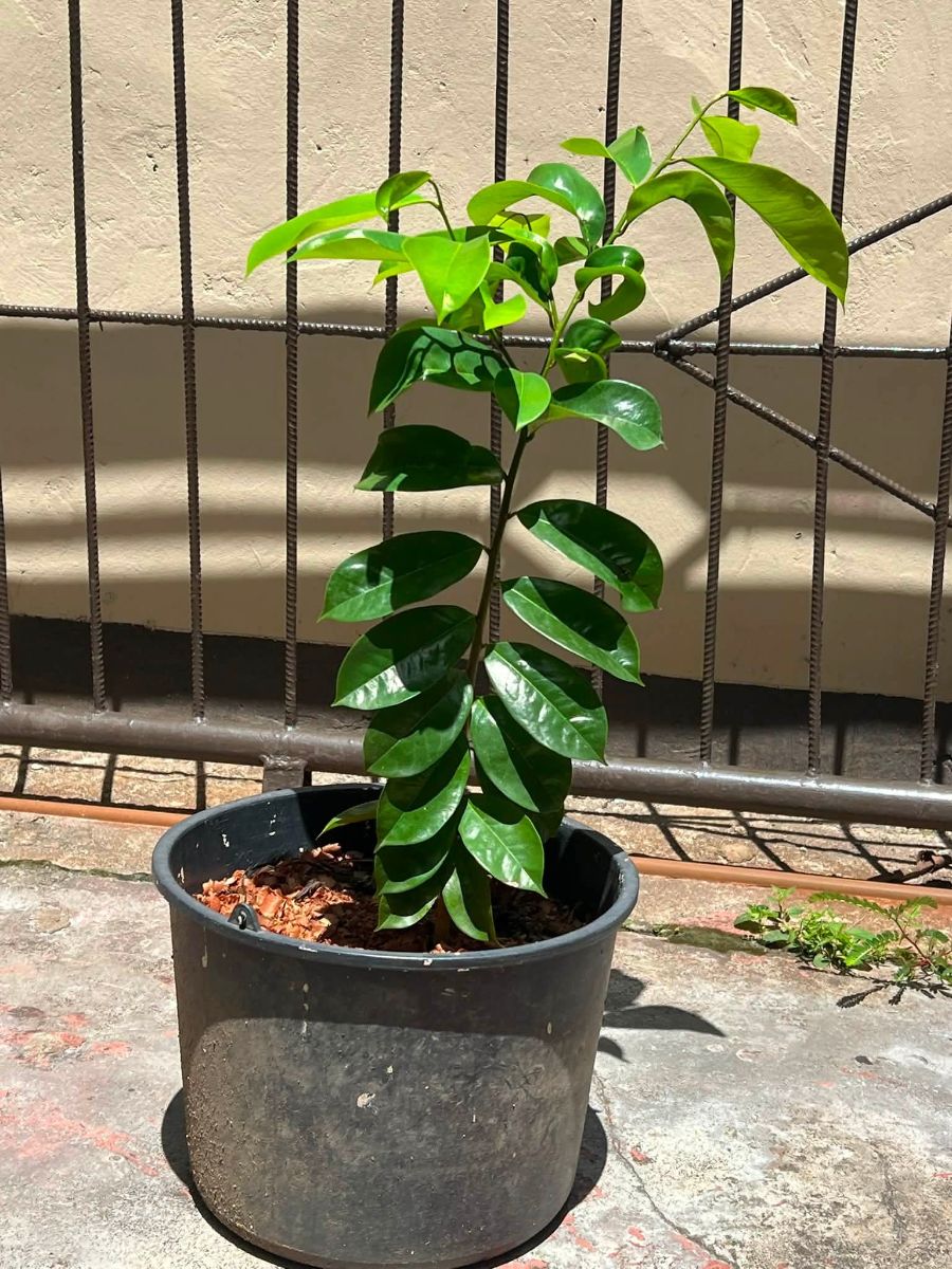 Diverse Fruitplantjes (Zuurzak, Pommeliciter & Cacao)