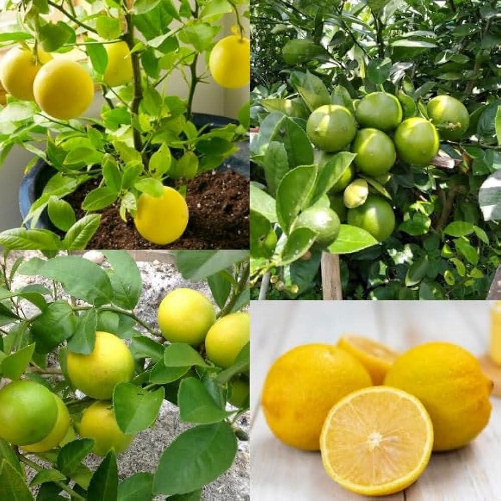 Surinaamse Lemmetjesplanten – Te Koop