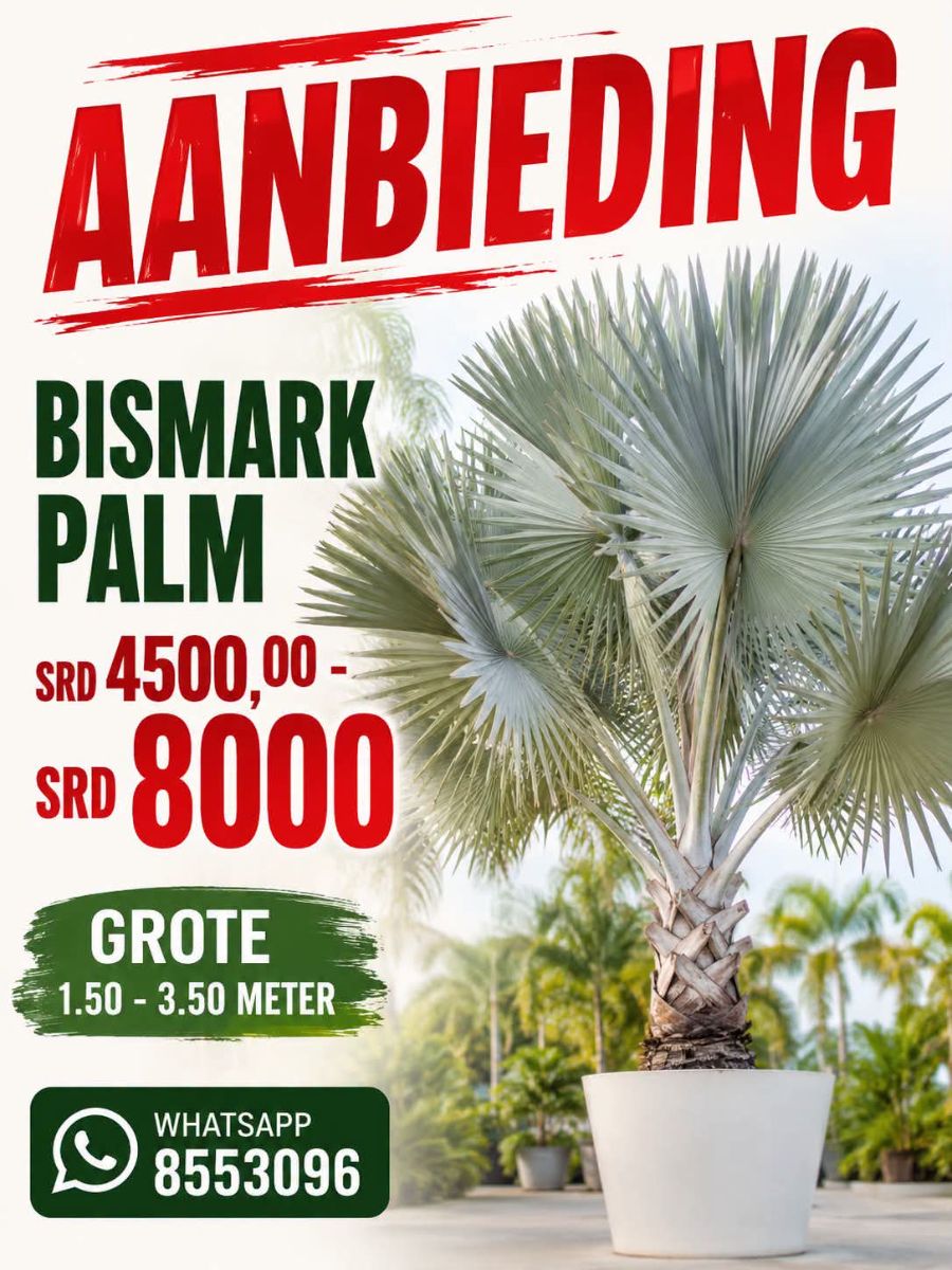 Bismarck Palmen – Te Koop
