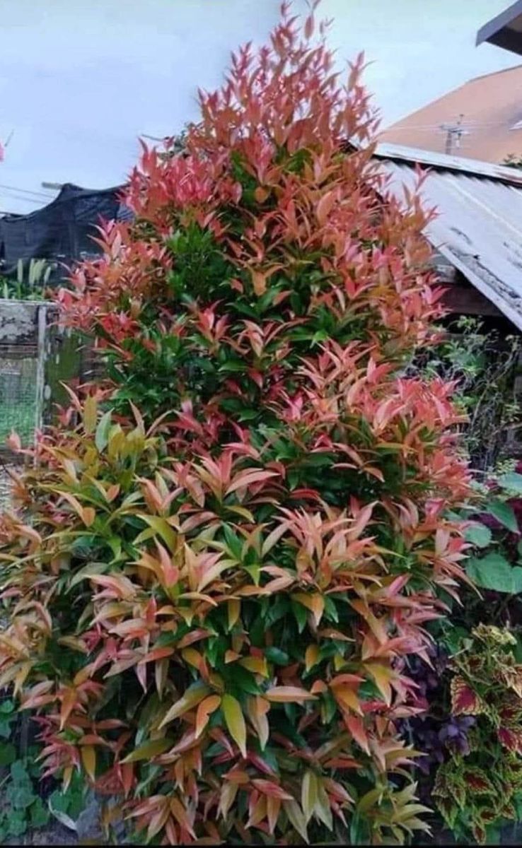 Red Tip Plantjes – Te Koop