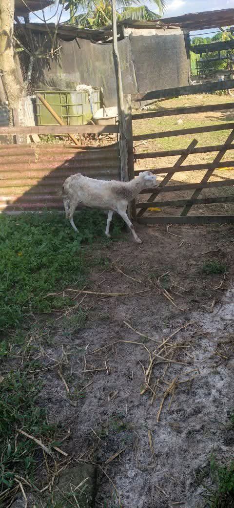 Schapen Te Koop β Weg naar Zee - afbeelding 2