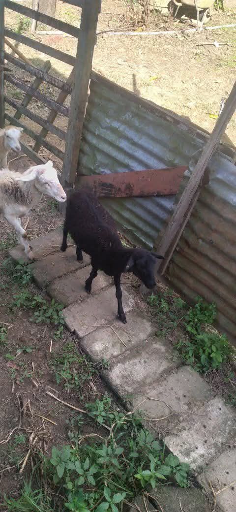 Schapen Te Koop β Weg naar Zee - afbeelding 4