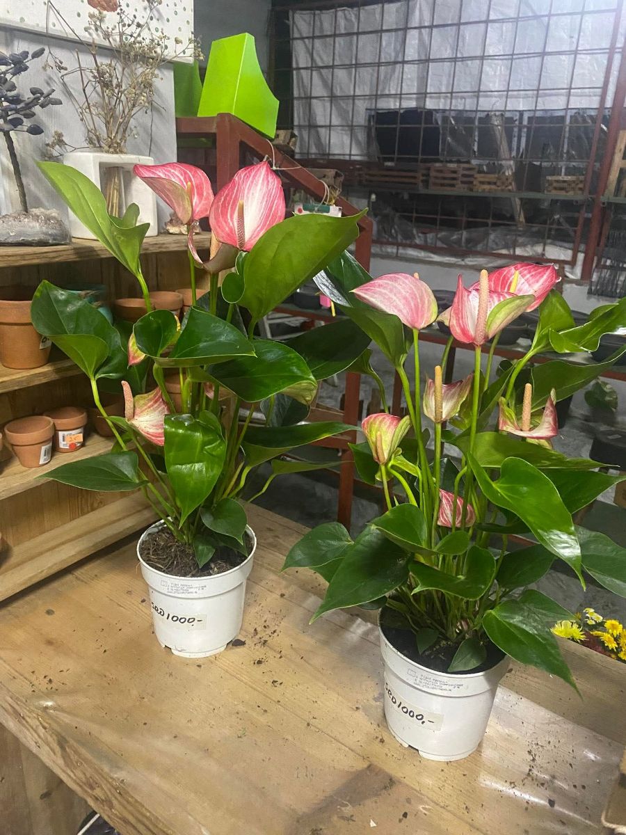 Anthurium Planten in Volle Pot – Diverse Kleuren