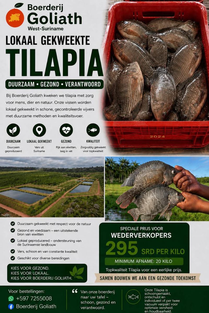 Lokaal Gekweekte Tilapia – Duurzaam & Vers