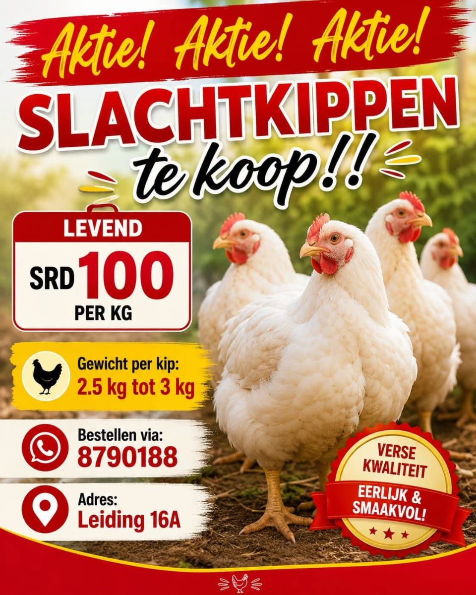 Levende Slachtkippen Te Koop – Verse Kwaliteit