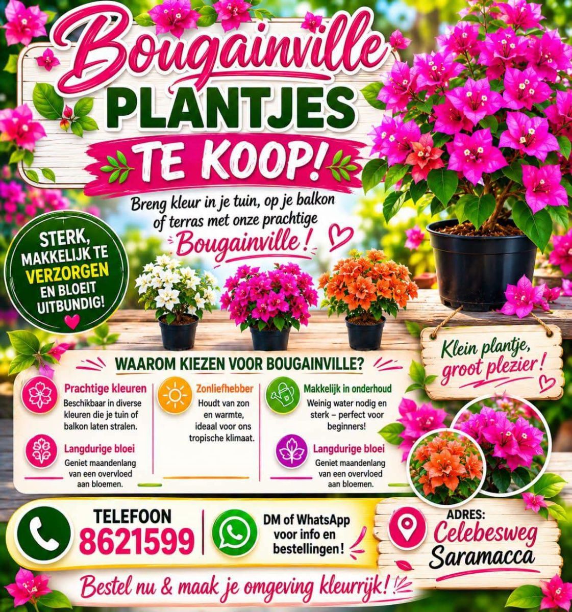 Bougainville Planten Te Koop