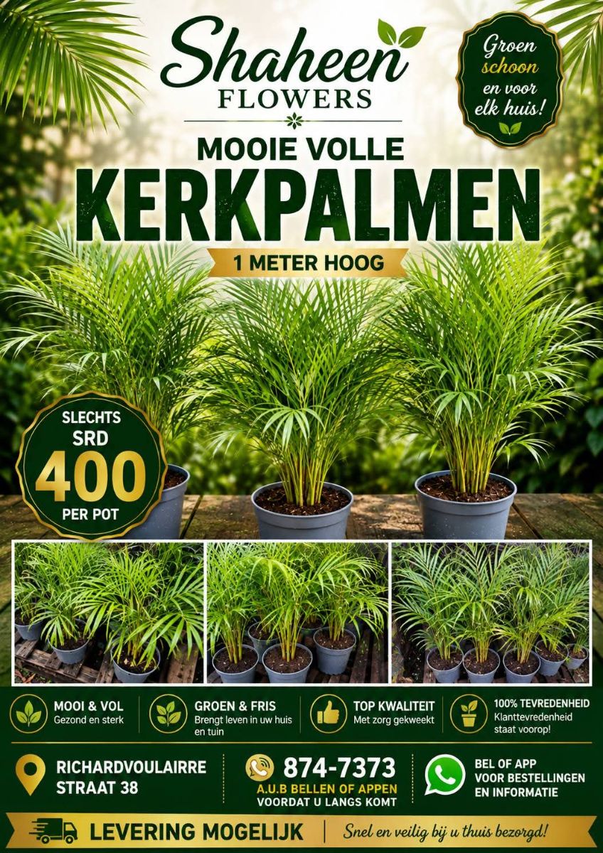 π΄ Palmen Te Koop - afbeelding 2
