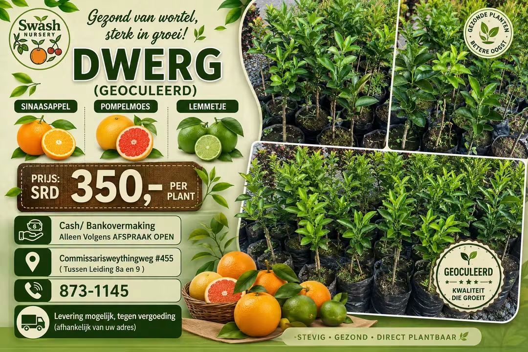 Geoculeerde Citrusplanten Te Koop – Stevig & Gezond